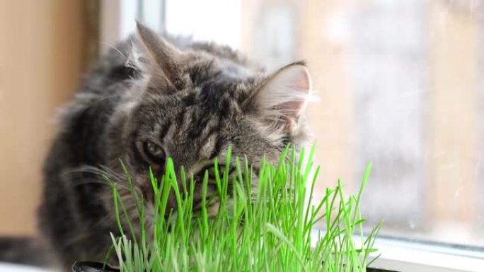 猫正在吃新鲜的绿草，嗅着和咀嚼着猫薄荷。可爱的棕色虎斑猫西伯利亚猫坐在绿色燕麦的花盆旁边。天然毛球治