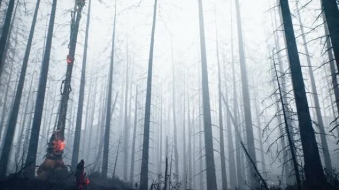 傍晚阴霾中的迷雾，神秘的黑暗森林。世界末日后的噩梦般的气氛。令人毛骨悚然的神秘森林概念。动画非常适合