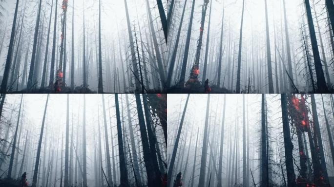 傍晚阴霾中的迷雾，神秘的黑暗森林。世界末日后的噩梦般的气氛。令人毛骨悚然的神秘森林概念。动画非常适合