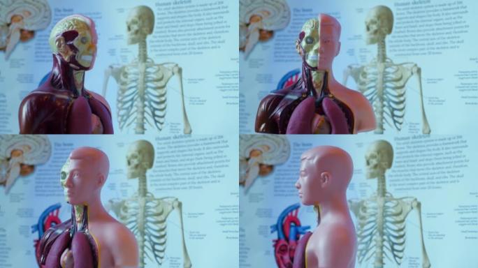 解剖学课上的人体模型