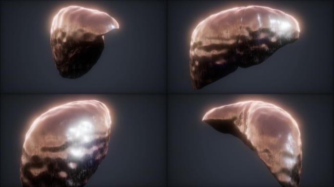 循环3d渲染人体肝脏的医学精确动画