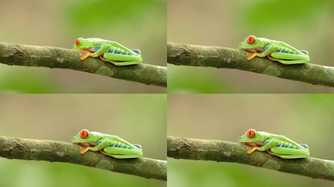 红眼树蛙睁开眼睛，把头转向摄像机