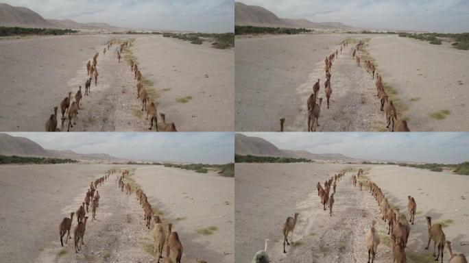飞越沙漠中的骆驼群