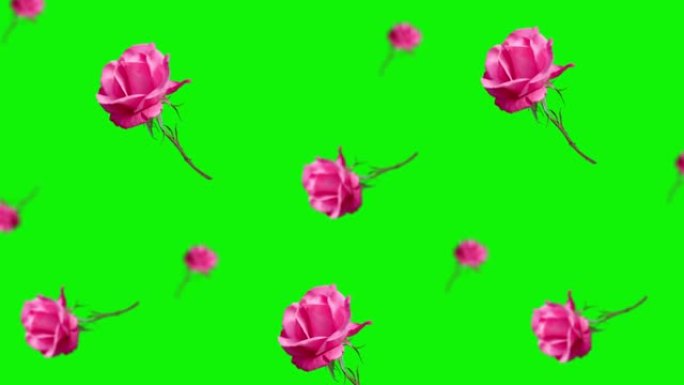 动画美丽的粉红色玫瑰花朵，茎和叶子在孤立的背景上飞翔和摆动。情人节，日期，婚礼，3月8日，女性礼物。