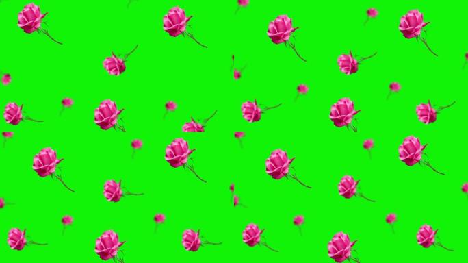 动画美丽的粉红色玫瑰花朵，茎和叶子在孤立的背景上飞翔和摆动。情人节，日期，婚礼，3月8日，女性礼物。