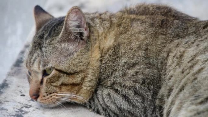 猫宠物店猫粮狗粮流浪猫猫砂盆关爱小动物