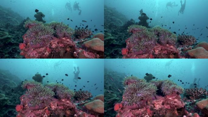 史诗般的水下珊瑚礁上的剪影潜水员