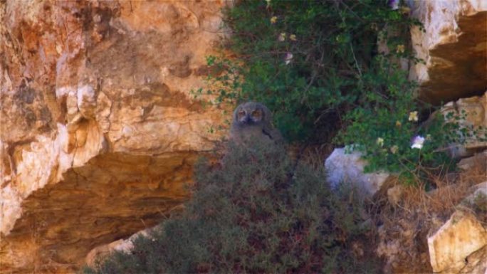 岩石上的鹰猫头鹰小鸡