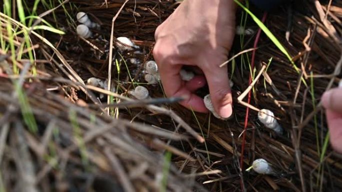 农民采摘小白蚁蘑菇生长在花园里。这些蘑菇对大多数人来说是可以食用的