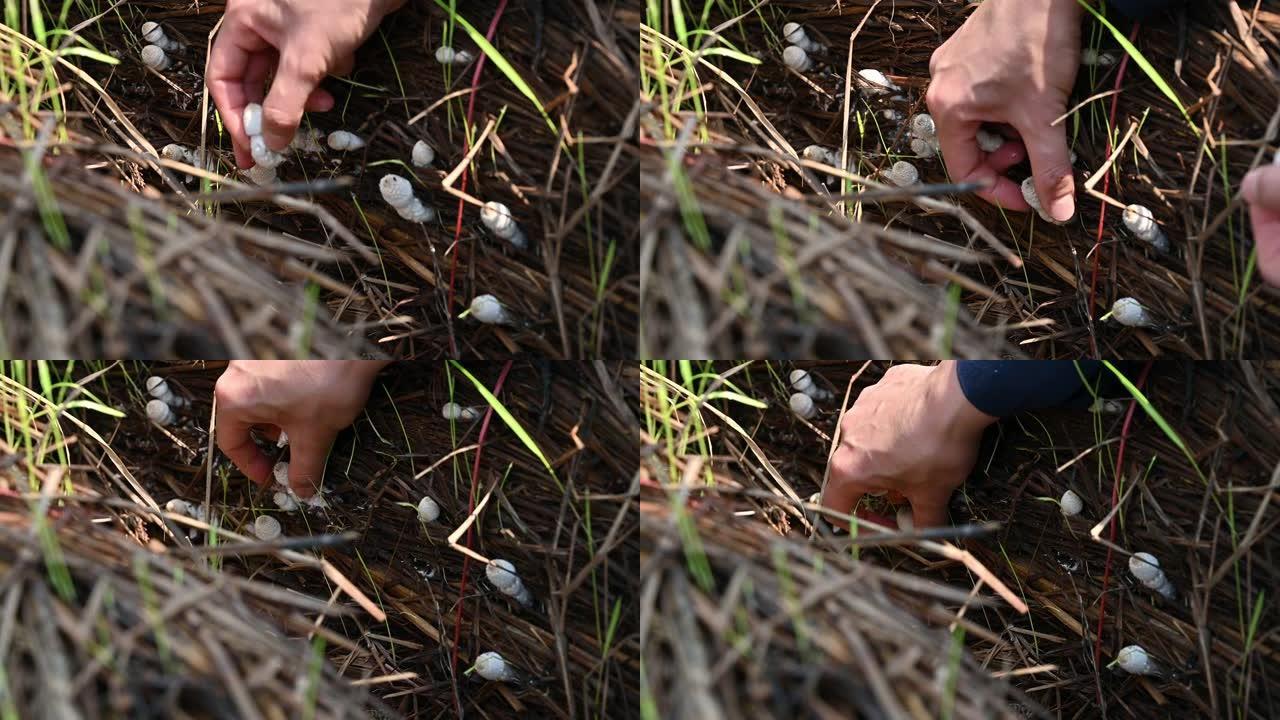 农民采摘小白蚁蘑菇生长在花园里。这些蘑菇对大多数人来说是可以食用的