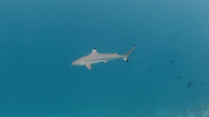 黑鳍礁鲨，黑鳍鲨，在马尔代夫水下游泳