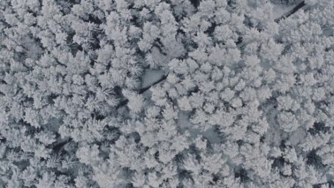 鸟瞰冰雪覆盖的云杉和松树的冰冻森林。俯视图立交桥美丽的冬季林地。冰冻的树梢，顶视图相机飞过白雪皑皑的