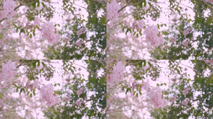 粉红色樱花在风中摇曳的特写镜头