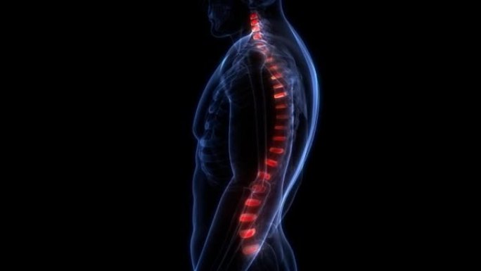 脊髓脊柱椎间盘的人体骨骼系统解剖动画概念