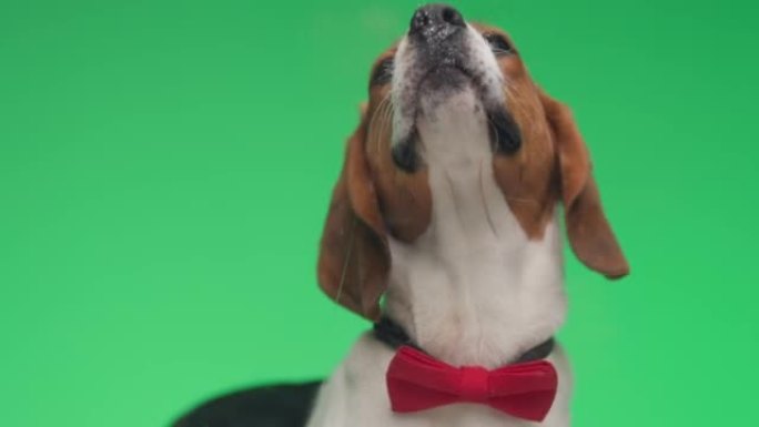 优雅的小比格犬小狗，红色领结，绅士，伸出舌头，舔绿色背景上的有机玻璃