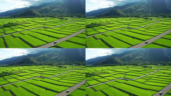 绿色稻田的鸟瞰图农田耕地航拍农作物农业生