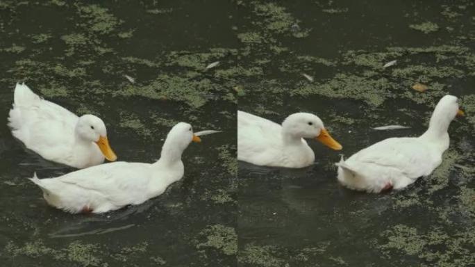 垂直镜头-白色家鹅和鸭子在农场的池塘里游泳