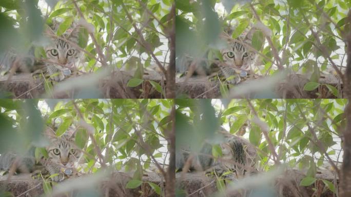 肖像可爱的年轻懒猫休息在栅栏墙上放松，看着户外花园公园前景绿色自然植物的相机。