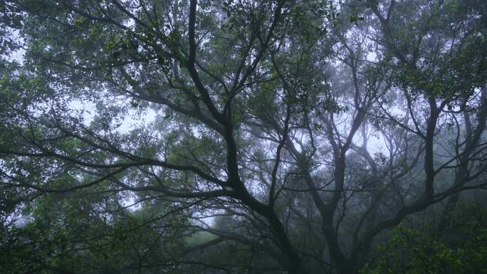 清明 雾中大树 意境 禅修