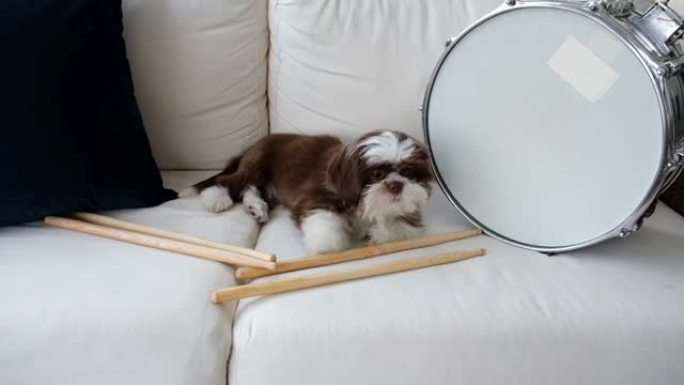 4个月大的西施小狗，在白色沙发上，在鼓鼓圈套旁边咀嚼鼓槌。