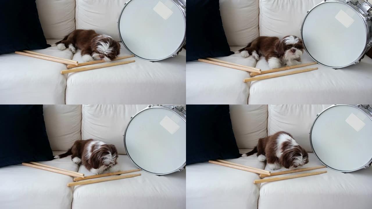 4个月大的西施小狗，在白色沙发上，在鼓鼓圈套旁边咀嚼鼓槌。