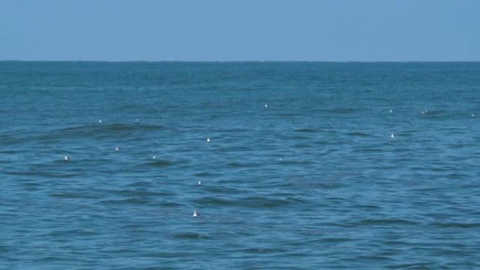 来自日本北海道网走国立公园的鄂霍次克海海中海鸥的镜头