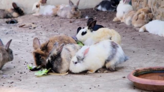 笼子里的兔子吃新鲜的生菜。喂兔子。