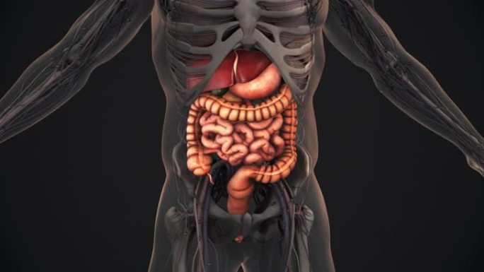 人体消化系统解剖动画