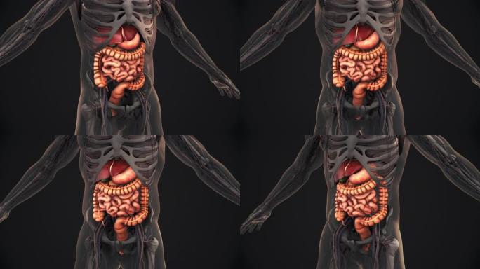 人体消化系统解剖动画