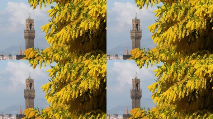佛罗伦萨米开朗基罗广场盛开的含羞草，背景是佛罗伦萨市政厅的塔楼。意大利