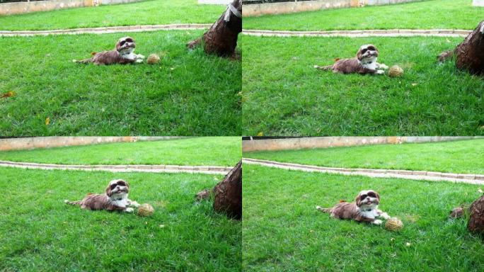 5个月大的西施小狗躺在一个细绳球前，面对镜头。