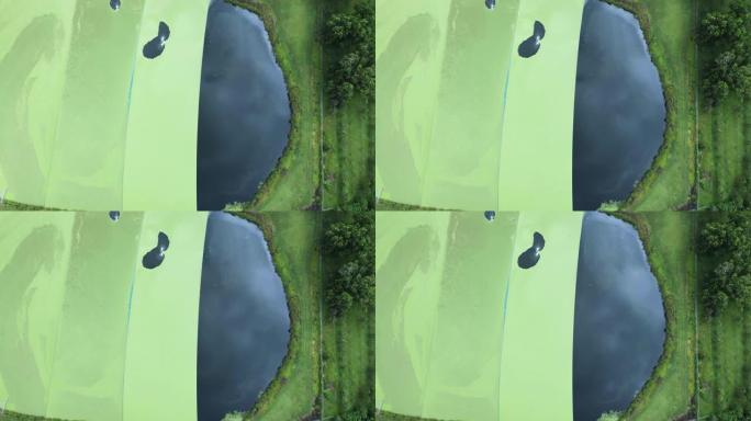 污水处理池表面绿色杂草爆发的对比模式。高无人机视图