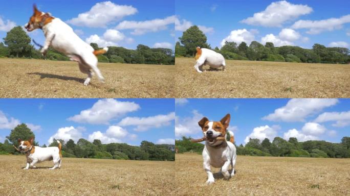 杰克罗素狗在公园玩捡球。慢动作