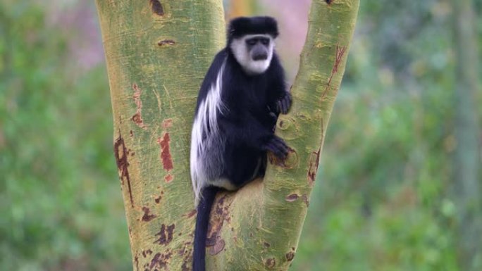 黑白疣猴或colobi-colobus guereza，原产于非洲的猴子，与Piliocolobus