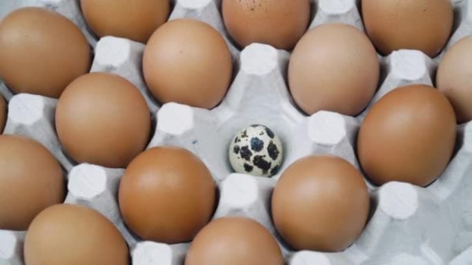 鸡肉棕色新鲜生鸡蛋和单独的鹌鹑蛋。大盘鸡蛋正在旋转