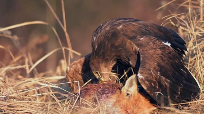 白尾鹰 (Haliaeetus albicilla) 一种以猎物为食的大型猛禽。一只海鹰抓住了一只狐