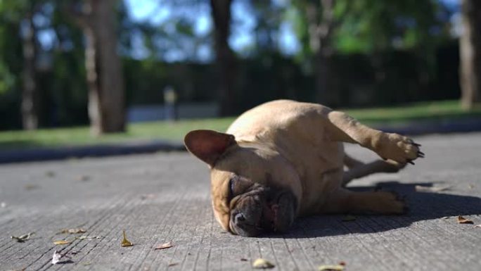 可爱的法国斗牛犬在街上挠她的背。