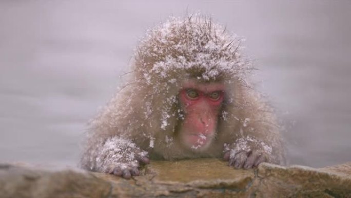 雪猴日本猕猴-泡温泉的幼猴