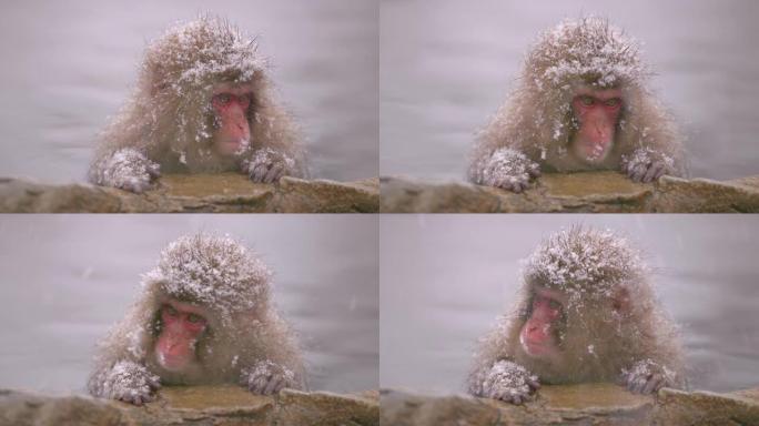 雪猴日本猕猴-泡温泉的幼猴