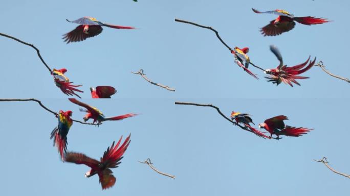 猩红色金刚鹦鹉飞入并接管分支的慢动作剪辑
