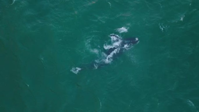 在蓝绿色水面上自上而下拍摄大型鲸鱼。海浪冲刷自然栖息地中的动物