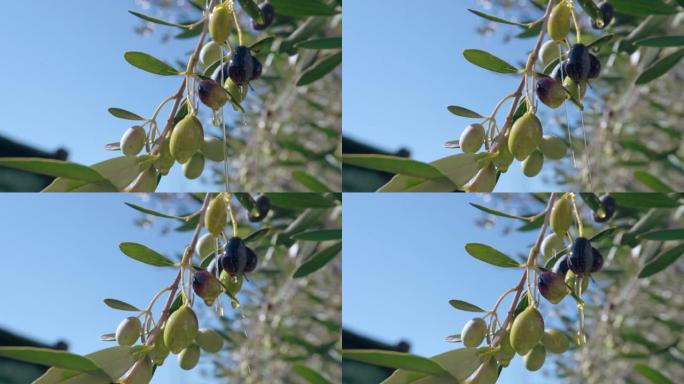 从树枝上生长的绿橄榄掉落到地面的特级初榨橄榄油，在清澈的蓝天背景下，收获橄榄的树枝在慢动作中挥舞。滴