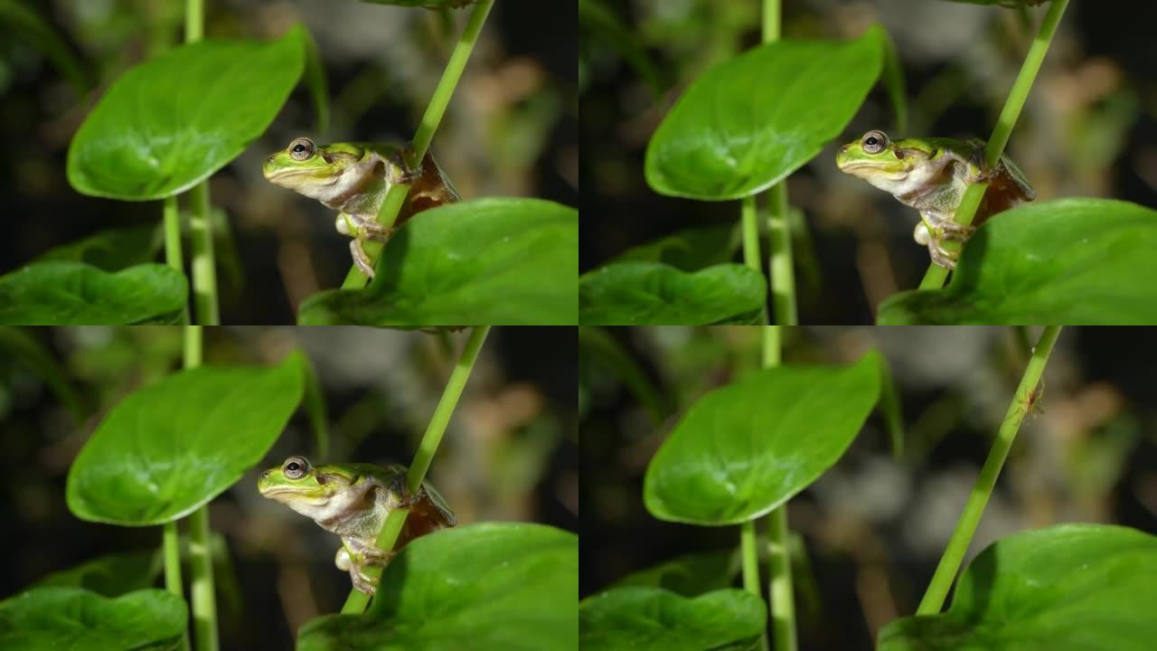 草地上的树蛙的4k视频。