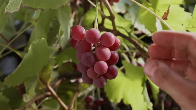一束粉红色的葡萄在秋天温暖的阳光下，一个男人的手从灌木丛中摘下一个浆果葡萄。多莉运动