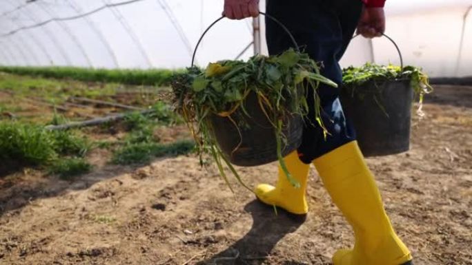 穿着黄色雨靴的高加索高级农民用darnel提着水桶