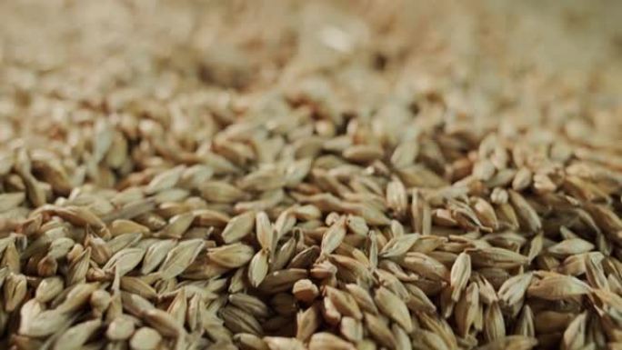 精选大麦的谷物。低景深的4k视频