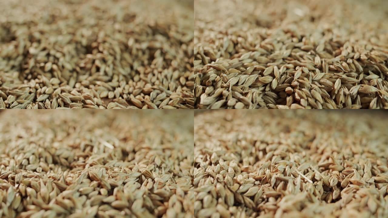 精选大麦的谷物。低景深的4k视频