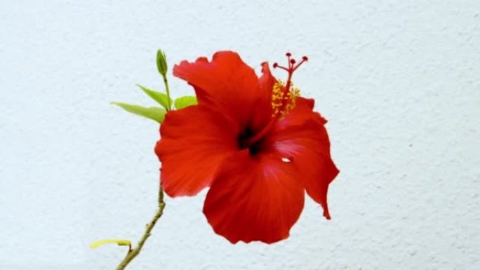 绳索上盛开的芙蓉花冲绳亚热带盛开的美丽花朵
