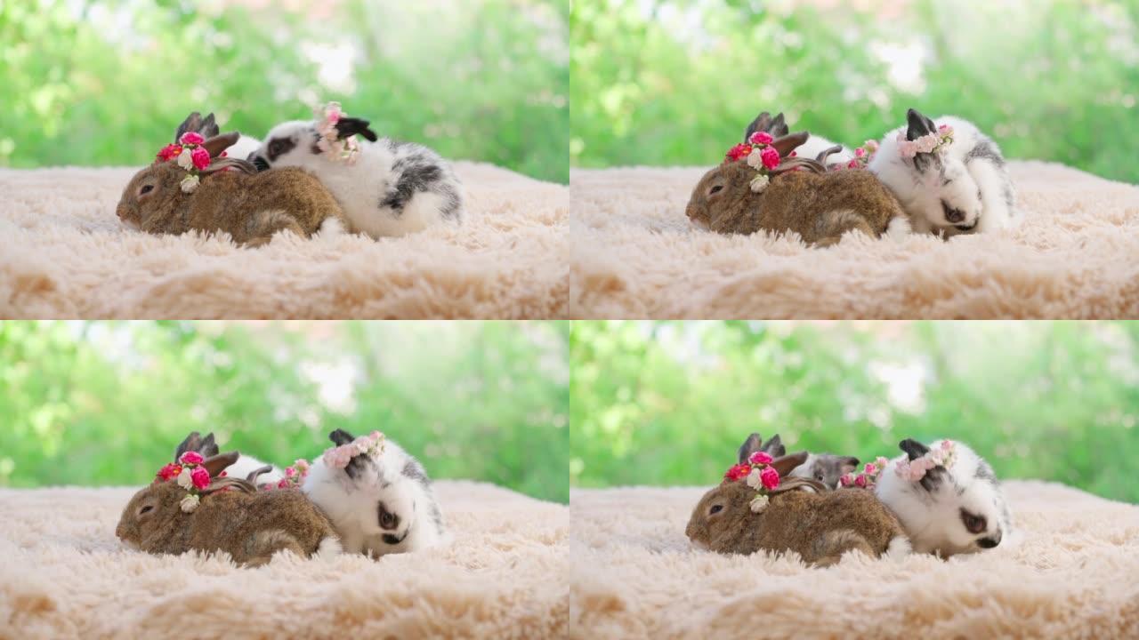 一群婴儿复活节蓬松的兔子坐在浅棕色地毯上，绿色的bokeh自然背景。兔耳上的花冠。白兔用touge清
