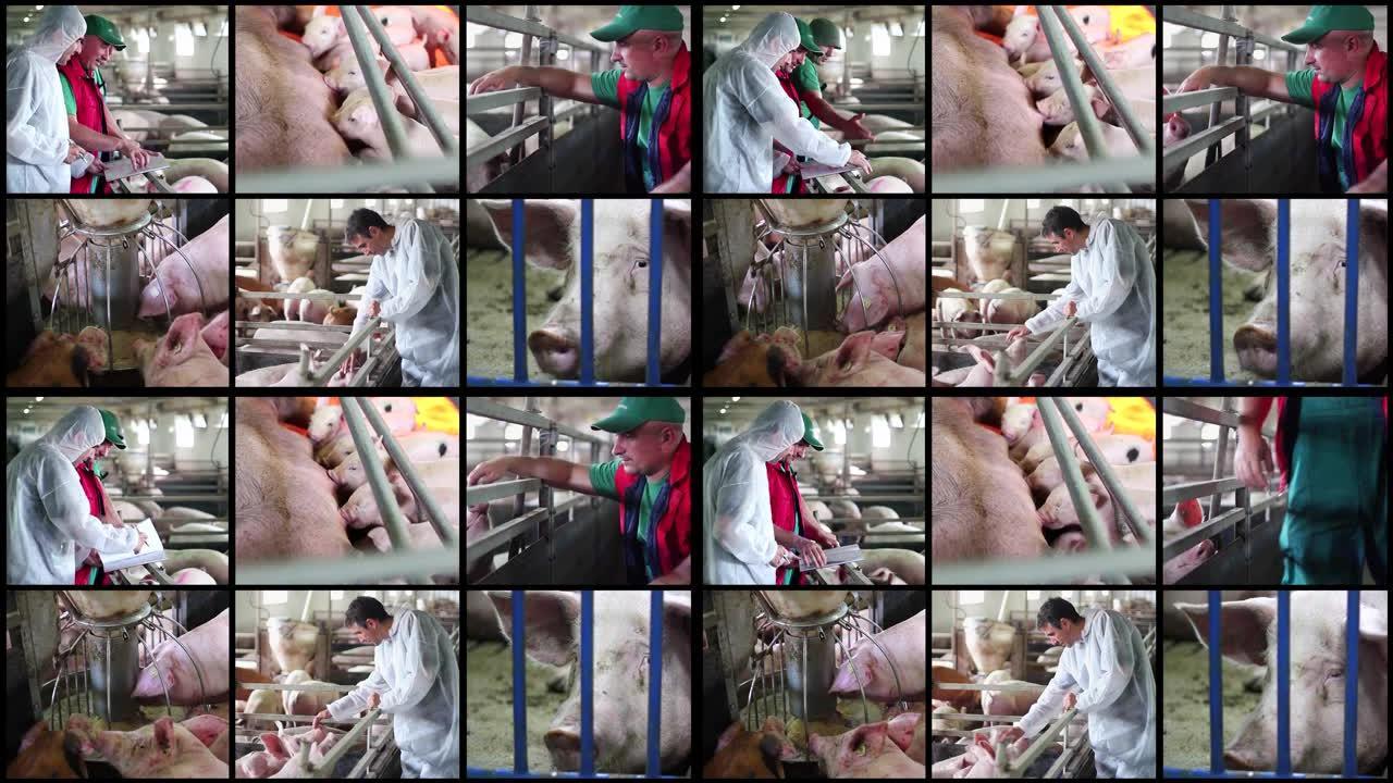 在养猪场工作的农民和兽医-概念多屏幕视频